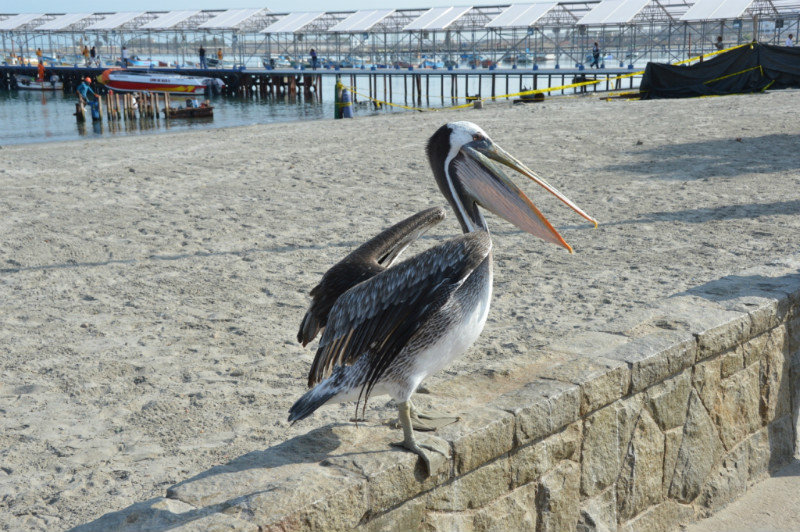 Pelican in Paracas