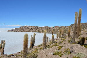 Cactus and the Salar de Uyuni 1