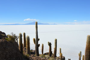 Cactus and the Salar de Uyuni 2