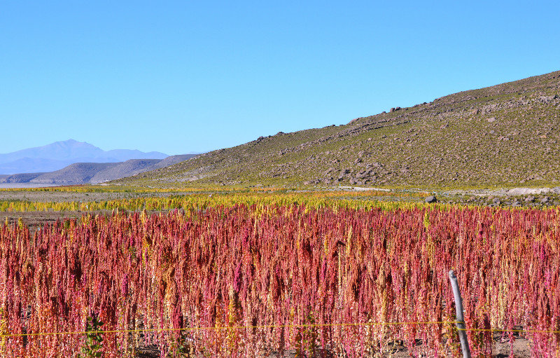 Fields of Quinoa