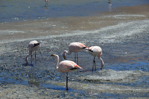 Flamingos