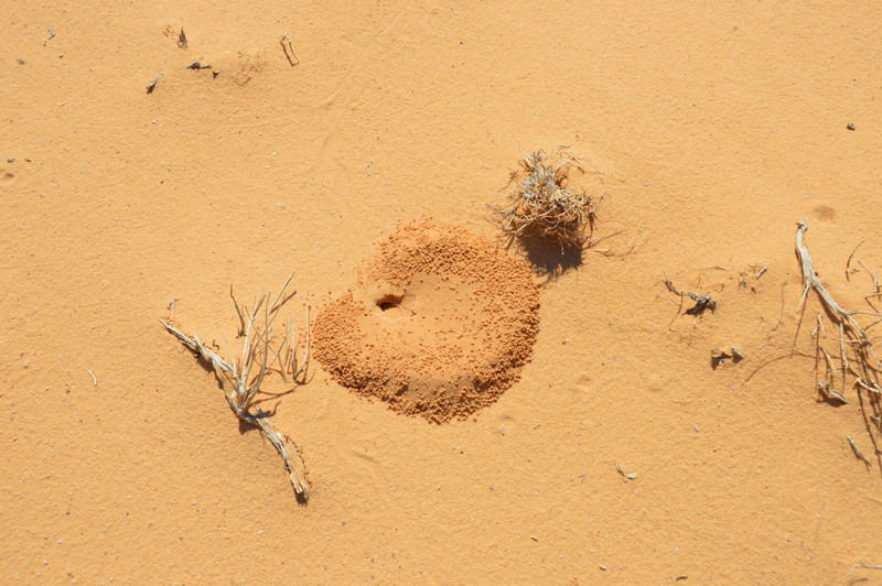 Ants Live in the Desert