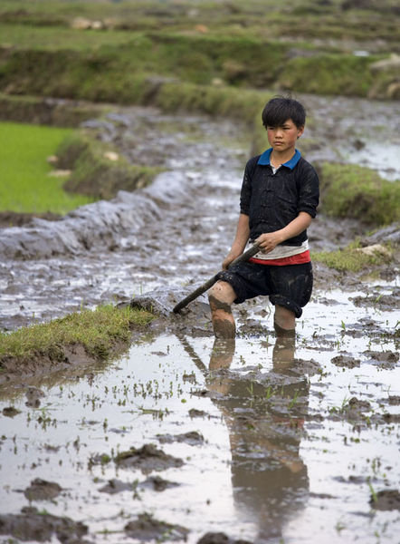 H'mong boy farming rice terrace (Sapa)