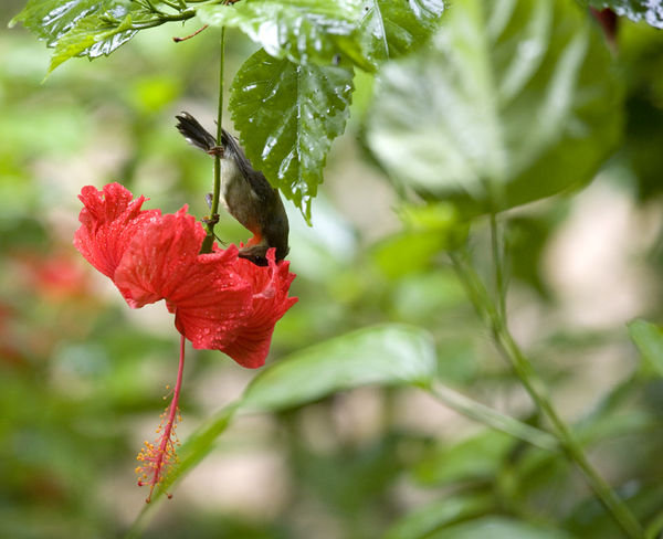 Hummingbird - Ko Phi Phi