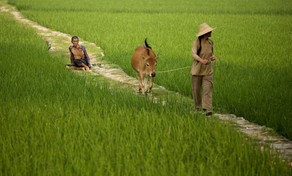 Path through the rice fields - Yima