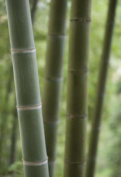 Bamboo - Ping An