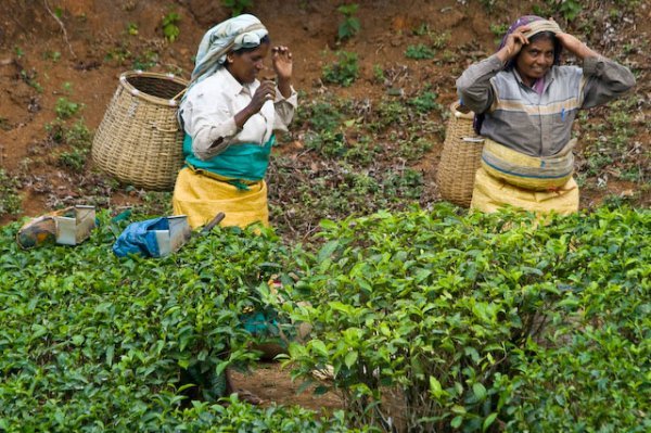 tea harvesters