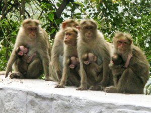 roadside monkeys