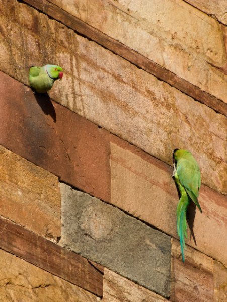 Parakeets at Qutab