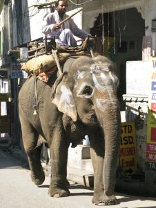random street elephant