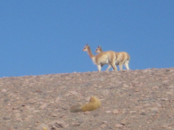 Vicunas on the mountain next to our house