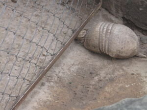 A crazy armadillo trying to escape