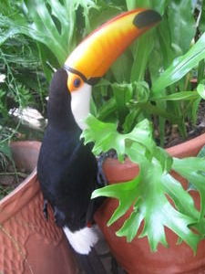 One of the pet toucans roaming around the hostel garden