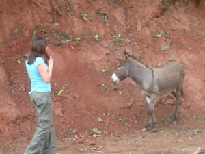 Attempting to make friends with a donkey!