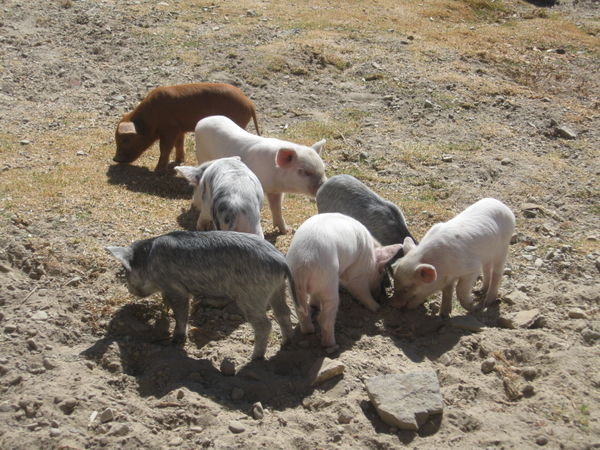 Cute piglets on Isla de Sol