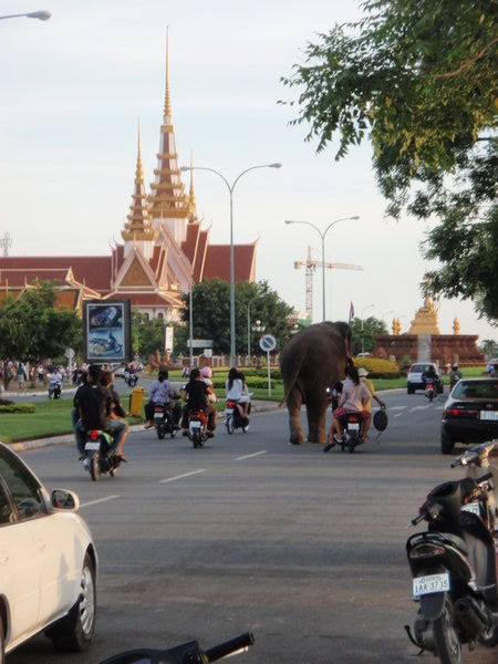 Elephants to use the streets too...