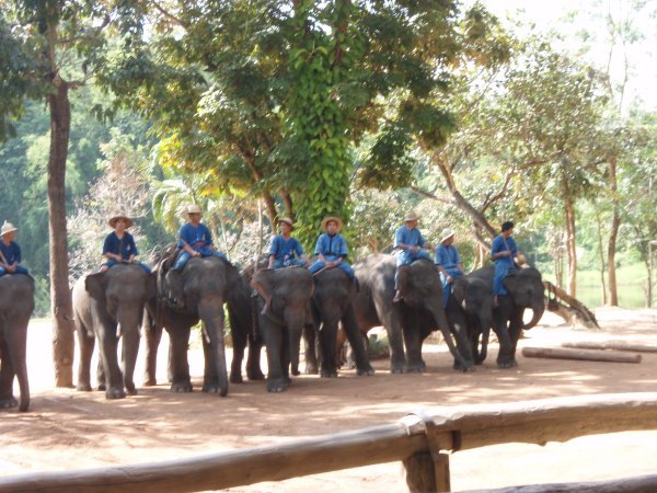 Lampang Elephant Camp