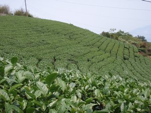 Alishan Mountain Tea Fields