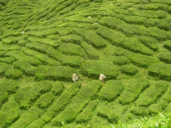 Malaysia Cameron Highlands Tea Plantation 003