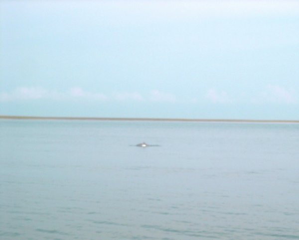 Santubong Irrawaddy Dolphin  