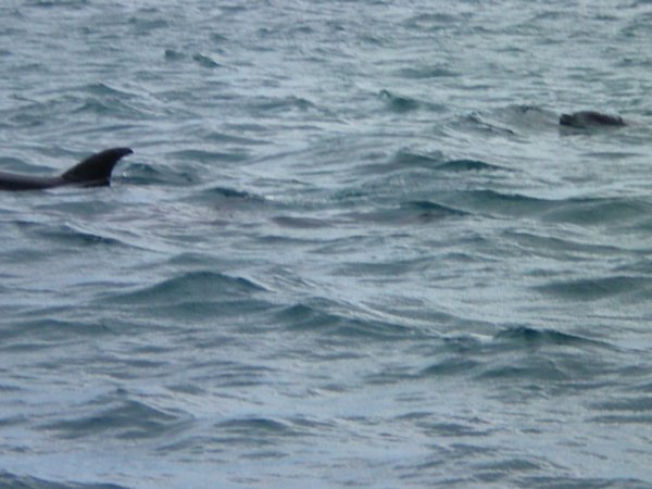 Dolphins!!!