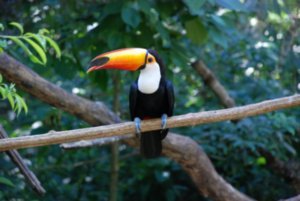 another Toucan