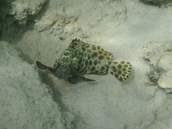 Leopard Fish