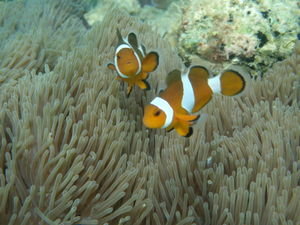 Nemo again - we keep finding him! 