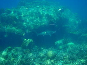 Shark under Coral Ledge