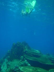 sarah swimming over coral
