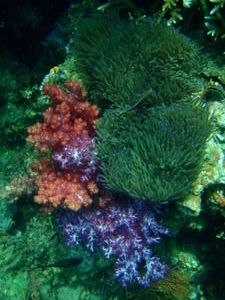Wow! Beautiful Coral. 