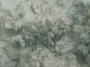 Camoflaged Fish