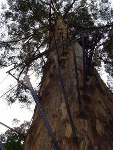 The Gloucester Tree