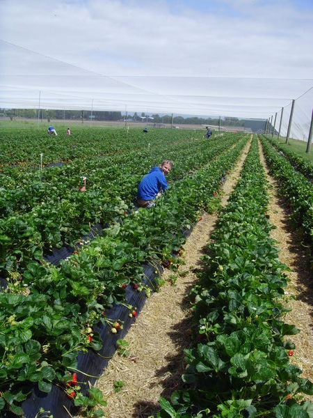 Strawberry picking.......