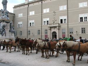 Horses outside of the Salzburger Dom (Cathedral)