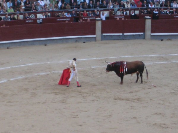 Bull v Matador