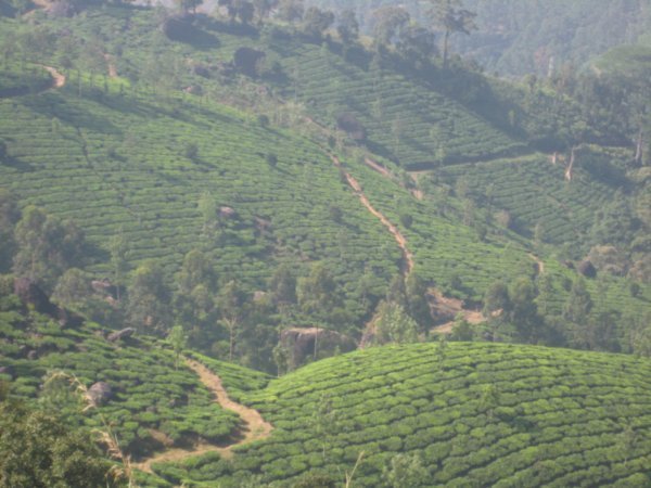 The tea plantations