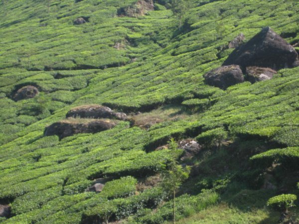 Mossy looking tea plantations