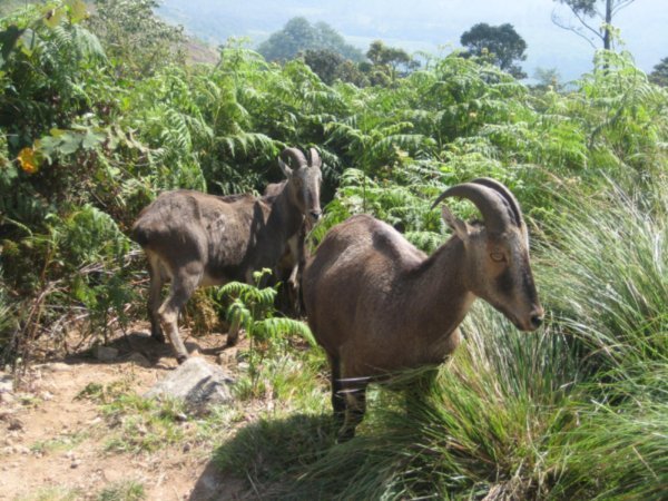 Mountain goats in Eravikulam National Park