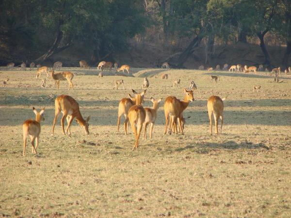 Hey guys a wierd looking impala over there!!