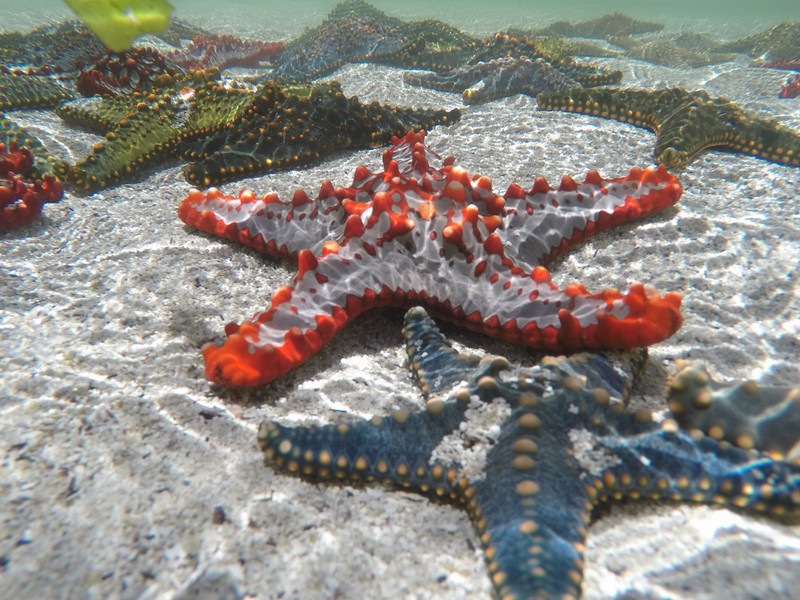Beautiful starfish