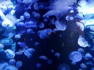 Lots of jellyfish, Monaco aquarium