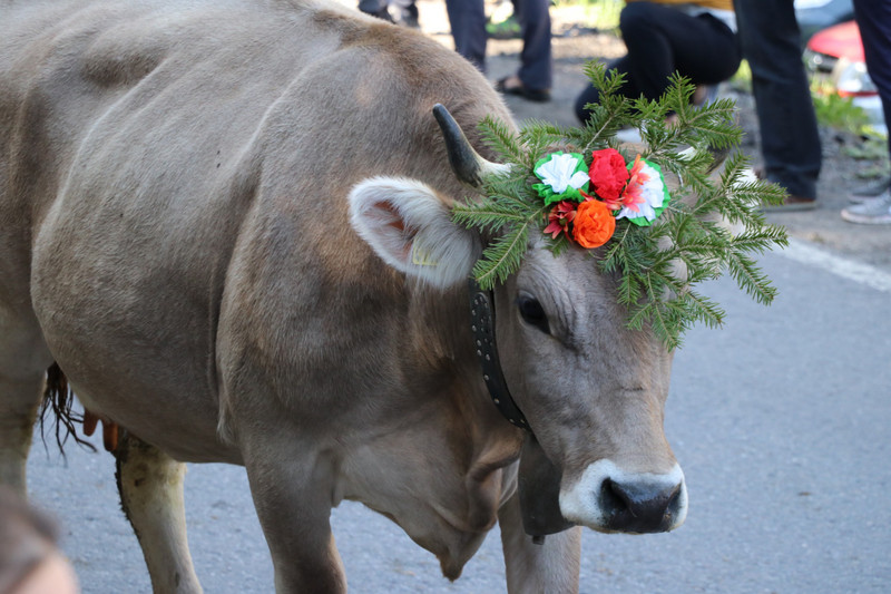 Cows with head dresses