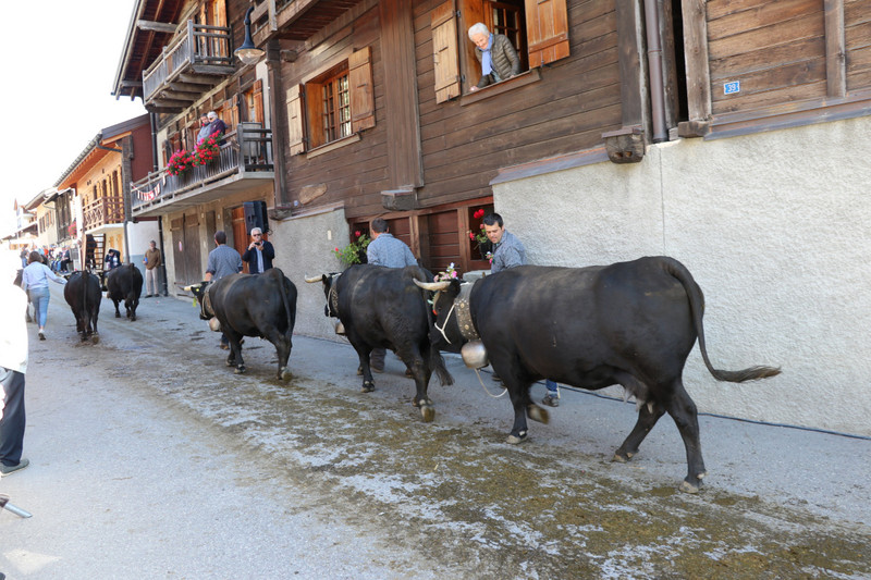 Cows walking down the main street