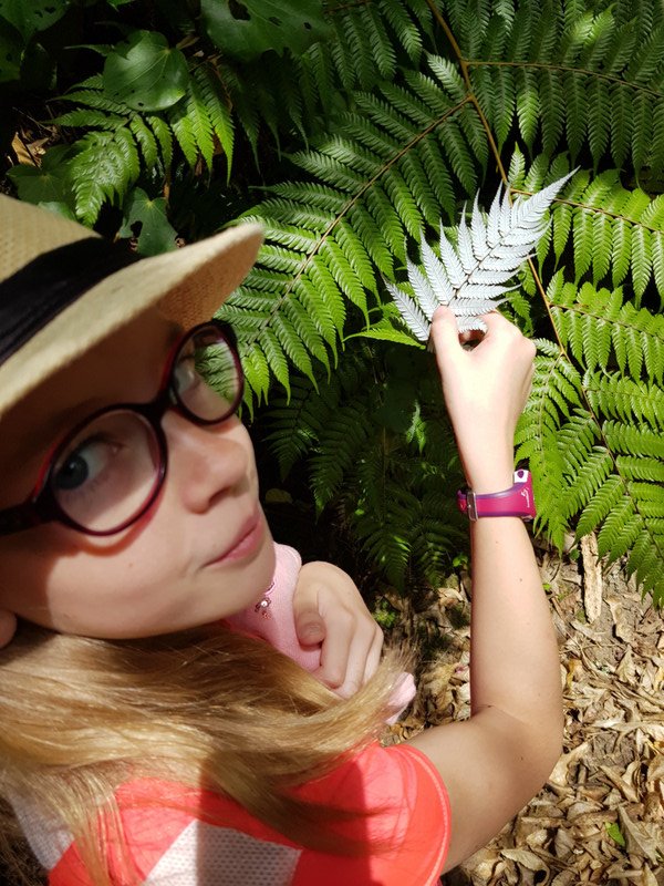 Found a silver fern on a bush walk