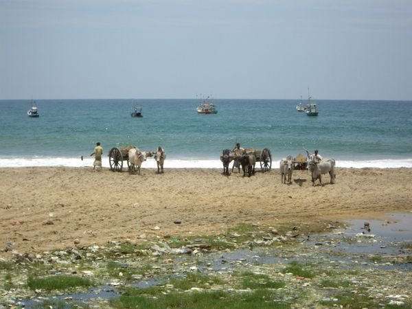 Ox carts loading up with sand.