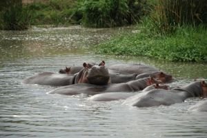 Hippos at Tsavo West National Park