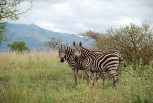 Some Zebras at Tsavo West