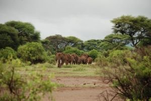 A herd of Elephants at Amboseli National Park