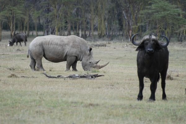 Rhino & Buffalo